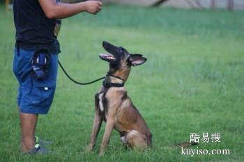 漳州诏安遛狗训练 宠物犬行为习惯纠正 可接送