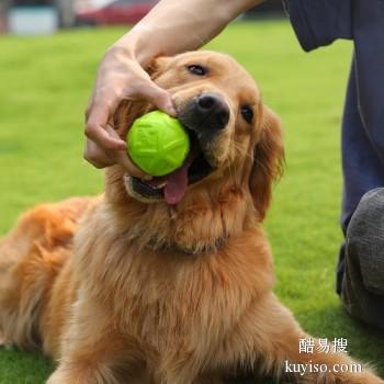 宁德福安训狗 多年经验专业训犬师