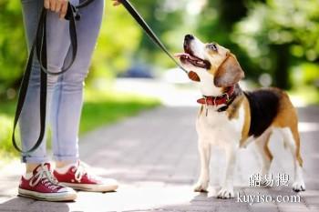 天津红桥正规宠物训练学校 宠物狗狗行为训练 可接送