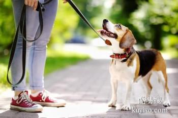 东营东营区上门纠正训犬 专业纠正狗的坏毛病 欢迎来电