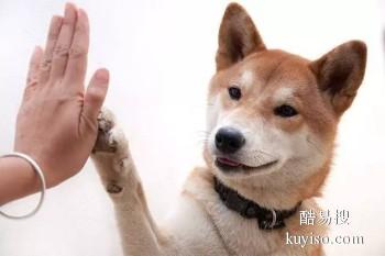 赣州兴国宠物犬行为纠正 工作犬训练基地 欢迎来电