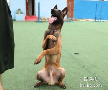 漳州平和较好宠物训练基地 工作犬行为训练 政嘉训犬