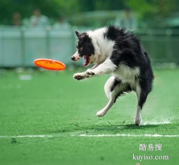 天津河东训犬 欢迎致电详询