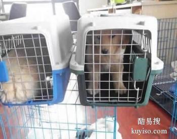 恩施宠物猫咪运输