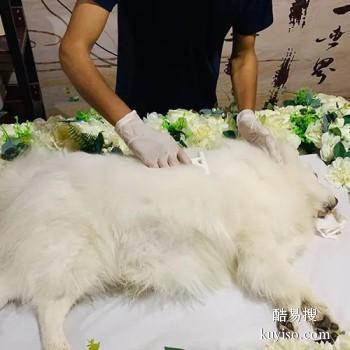 齐齐哈尔宠物殡葬 宠物天堂 宠宝服务联系方式
