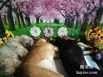 台州本地宠物火化过程 宠物归宿 宠宝殡葬公司