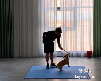 绵阳涪城宠物培训机构-宠物训练学校