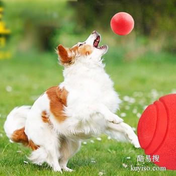 聊城高唐宠物犬狗狗训练 行为纠正 随地大小便