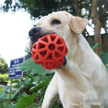 威海乳山专业训犬师训 行为纠正 遛狗 上门训犬 