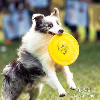 岚山本地宠物犬狗狗训练