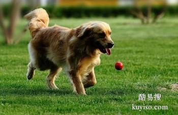 聊城狗狗训练 寄养训练狗狗大小便 训犬师上门服务