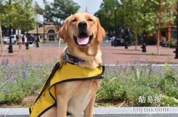 日照东港本地宠物犬狗狗训练