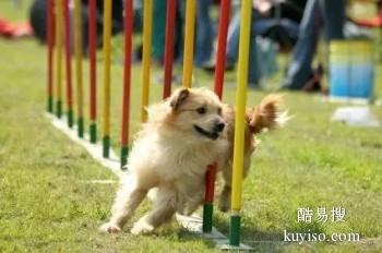 来安本地狗狗寄养训练学校