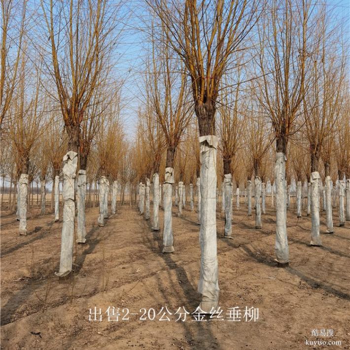 北京6公分金丝垂柳树,金丝柳