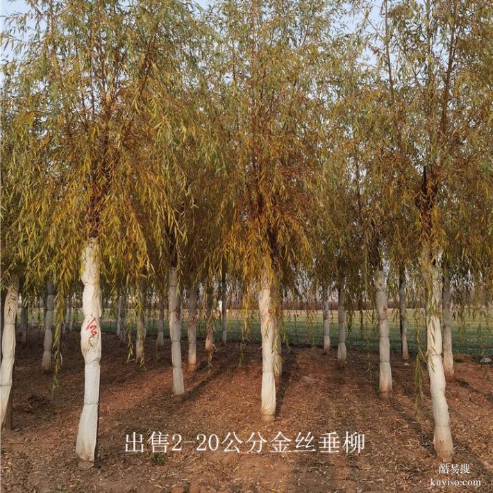 西藏日喀则14公分金丝垂柳树
