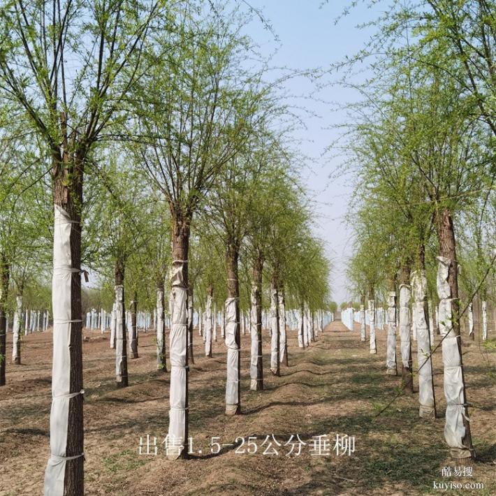 重庆云阳9公分垂柳产地,柳树