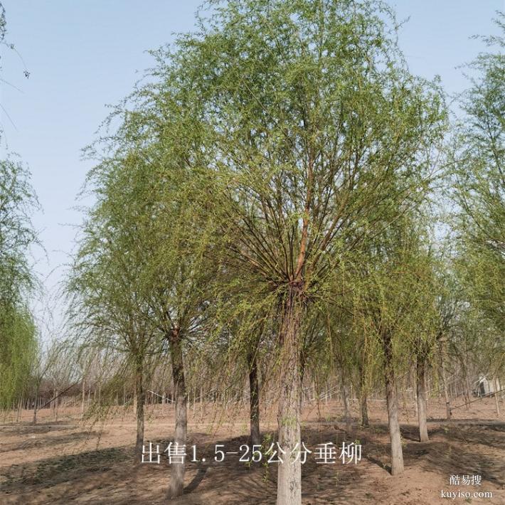 新疆7公分垂柳出售,柳树