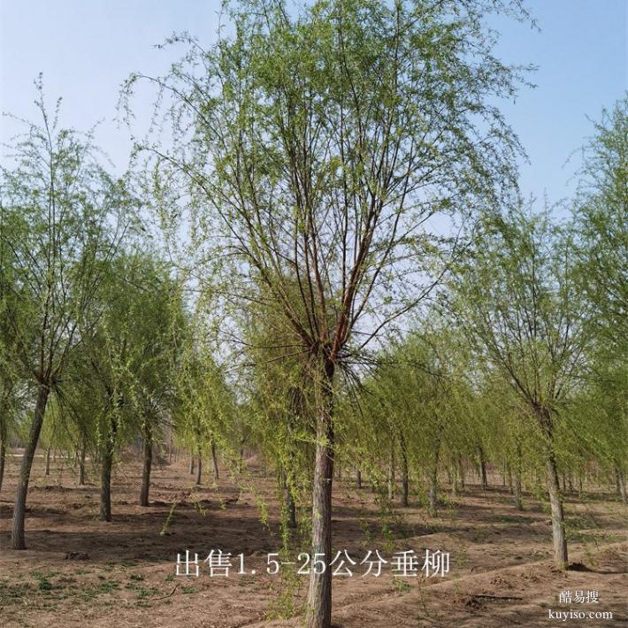 重庆彭水9公分垂柳供应,柳树