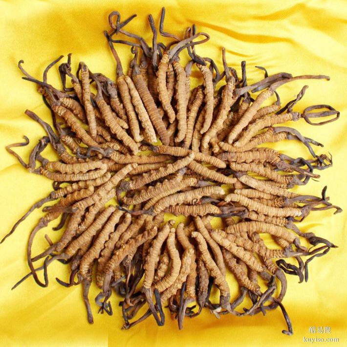 温州市回收鲜干冬虫夏草-1根-1克-1两-1市斤-1公斤价格