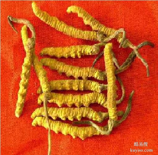 重庆市回收鲜干冬虫夏草-1根-1克-1两-1市斤-1公斤价格
