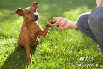 绍兴诸暨宠物犬行为纠正 工作犬训练基地 欢迎来电