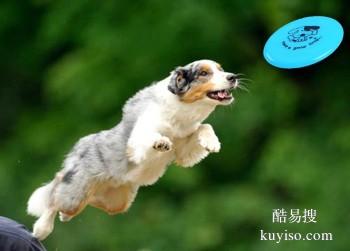 台州椒江宠物训练学校 工作犬行为训练 接送上门