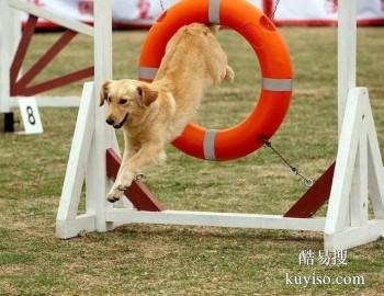 合肥肥西正规宠物训练学校 训犬学校 可接送