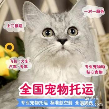 桐城宠物托运 猫狗活体运输到全国