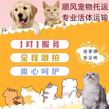 鄢陵宠物托运 上门接送猫狗活体运输到全国