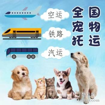 安庆宠物托运 上门接送猫狗活体运输到全国