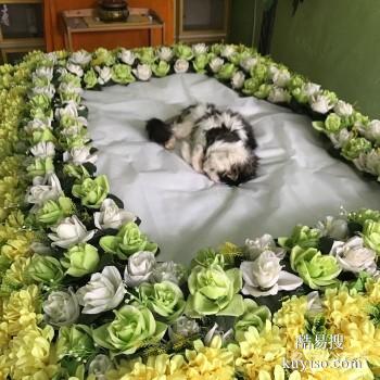 威海宠物殡葬 宠物纪念馆 宠宝殡葬联系方式