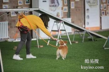 绵阳江油宠物培训学校-宠物训练学校