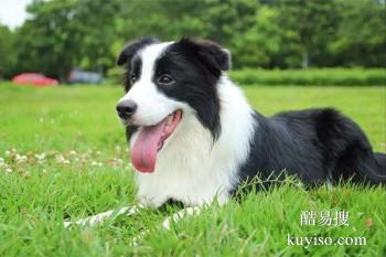 安庆太湖宠物训练 专业训犬超大场地