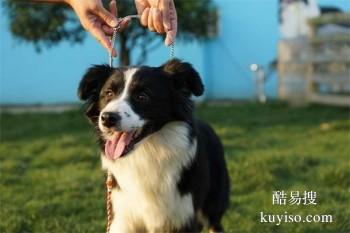 聊城家庭伴侣犬 宠物犬行为纠正 孙亮训练学校