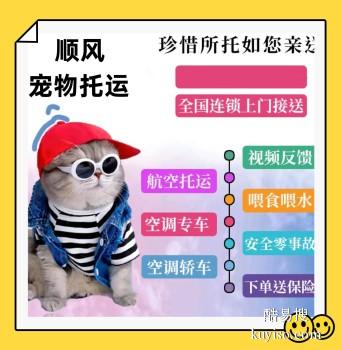 安徽凤阳 宠物托运本地猫狗活体运输平台