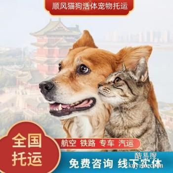 信阳新县 宠物托运本地猫狗活体运输平台