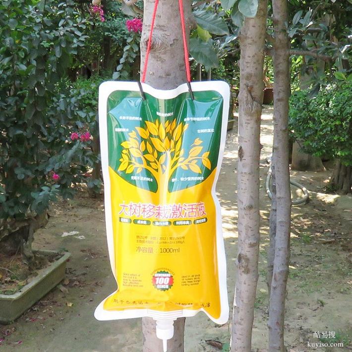 上海浦东大树吊针液新移栽种植的树木古树复壮