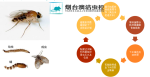 潍坊青州市蛾蠓能活多久澳洁虫控威海杀虫