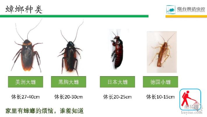 山东鄄城县灭蟑螂最快的最简单方法灭蟑螂