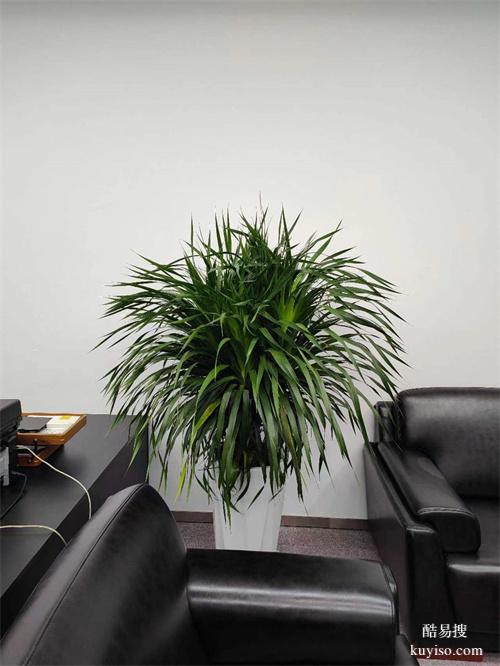 綠植租擺大型花卉租擺天津谷鑫亞泰綠植租賃公司常年綠植租賃服務