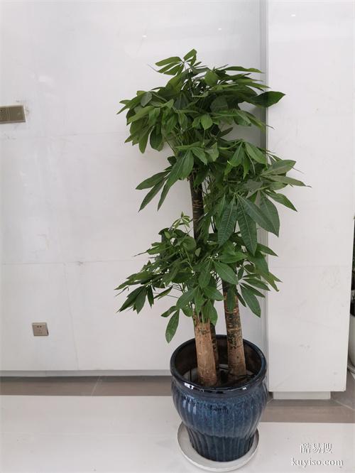 天津绿植租摆公司绿植盆栽租摆常年绿植租赁大型植物租赁谷鑫亚泰