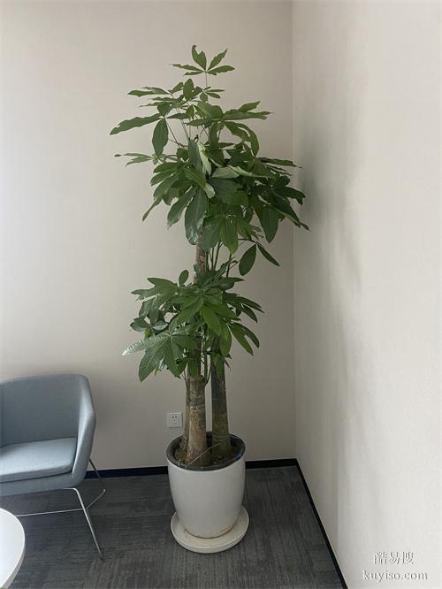 辦公室花卉盆栽租賃辦公樓綠植盆栽租擺天津室內(nèi)植物出租公司