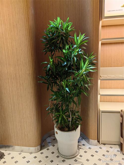 天津綠植租擺辦公室植物租賃綠植租擺植物租擺植物租賃