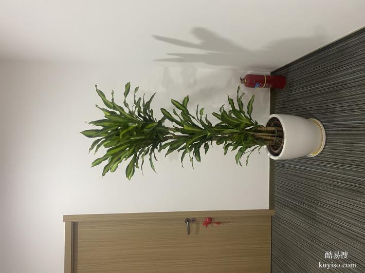 天津和平区花卉租赁丨写字楼绿植租摆丨谷鑫亚泰花场丨绿植出租