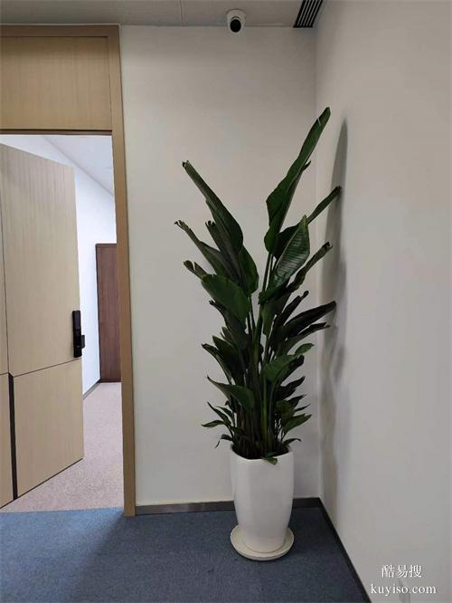 绿植租摆大型花卉租摆天津谷鑫亚泰绿植租赁公司常年绿植租赁服务