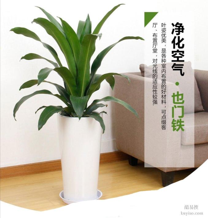 北京海淀區(qū)花卉租擺公司