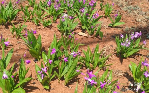 湖北本草臻源標(biāo)準(zhǔn)體系保障白芨產(chǎn)業(yè)行穩(wěn)致遠(yuǎn)