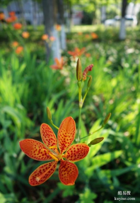 湖北本草臻源 標(biāo)準(zhǔn)化種植筑牢射干產(chǎn)業(yè)根基