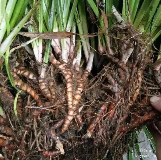 湖北本草臻源標(biāo)準(zhǔn)化生產(chǎn)保障石菖蒲產(chǎn)業(yè)行穩(wěn)致遠(yuǎn)