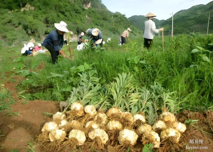 湖北本草臻源農(nóng)旅融合百合花開迎客來